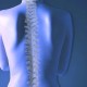 spine-2
